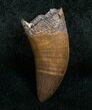 Superb Nanotyrannus Tooth #4549-1